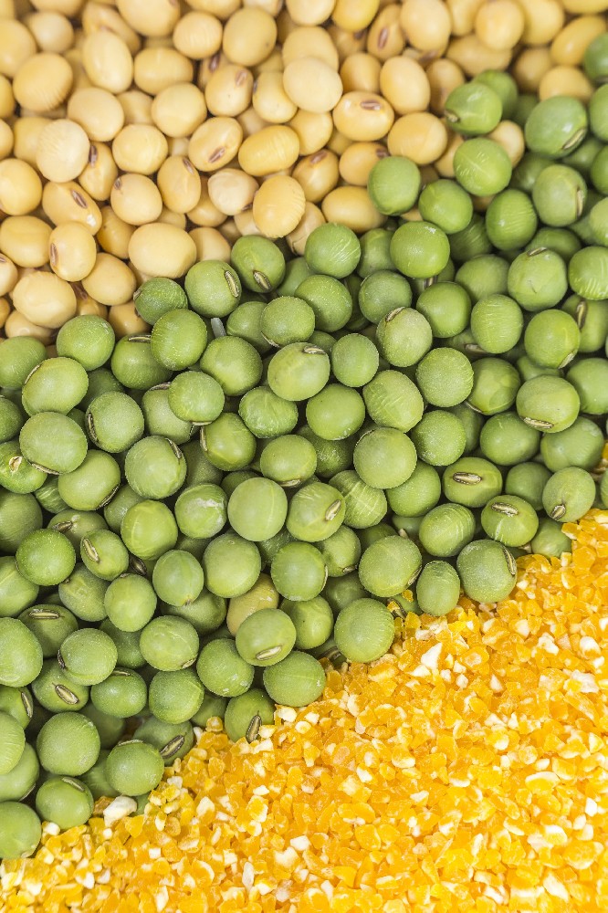 國慶獻(xiàn)禮|金豆子以品牌之力激活芽苗菜價(jià)值，用實(shí)績獻(xiàn)禮家國華誕